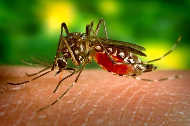 mosquito_dengue_james_gathany